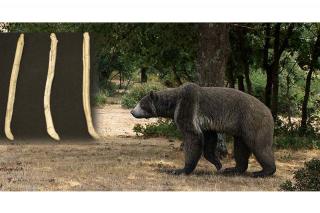 El pene de los osos prehistricos del sur de Madrid, este jueves en Hoy por Hoy Madrid Sur.