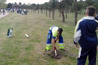 Escolares y familias plantan casi 300 rboles en el Parque Juan Carlos I en la IX edicin del Da del rbol 