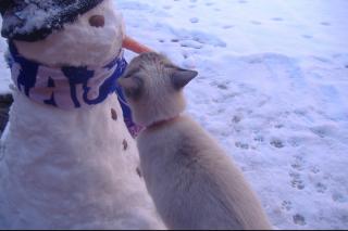 Marta de Diego. Gato y mueco de nieve del Getafe. (Finalista)