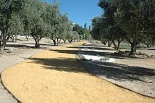 En septiembre concluye la adecuacin del olivar de la ermita de San Cristbal en San Martn de la Vega.