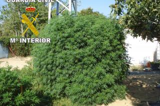La Guardia Civil desmantela una plantacin de marihuana en Getafe y detiene a una persona