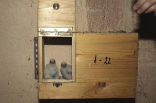 La instalacin de un primillar en Pinto permite el nacimiento de 40 pollos de cerncalo primilla