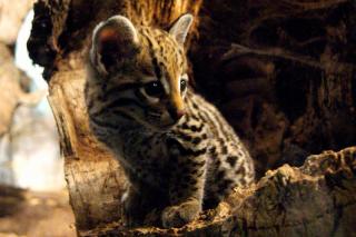 Nace en Faunia un acelote, gato del Amazonas en peligro de extincin