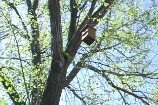 El Ayuntamiento coloca nidos para aves insectvoras y controlar as plagas en los parques de Fuenlabrada.