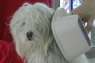 Fuenlabrada inicia una campaa para vacunar a las mascotas del municipio.