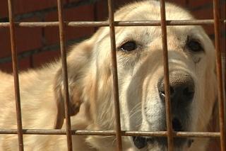 La Junta de Gobierno de Getafe aprobar las sugerencias de las asociaciones de proteccin animal sobre la perrera