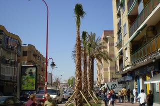 El PP de Parla denuncia que se han vuelto a plantar costosas palmeras procedentes de Elche.