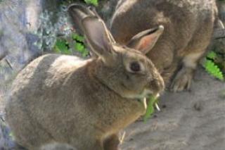 La Comunidad de Madrid autoriza trampas y batidas contra la plaga de conejos.