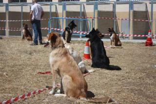 La Asociacin canina de Fuenlabrada protagonista este mircoles en Hoy por Hoy Madrid Sur