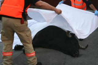 Muere un toro en el recorrido del segundo encierro de Legans