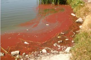 Legans investiga un vertido ilegal en el lago de Butarque tras aparecer una mancha de color rojizo en el agua.