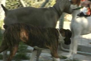 Legans desplegar policas de paisano para cazar a los dueos de perros que incumplan la normativa