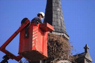 Los ecologistas de Valdemoro denuncian la destruccin del nido de una cigea protegida.