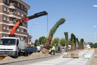 Instaladas 37 palmeras en el Bulevar de las Islas Medas en Humanes de Madrid