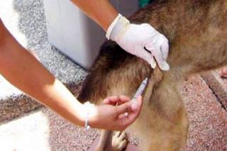 Casi 1.500 vecinos de Parla participan en la campaa de vacunacin e identificacin de mascotas