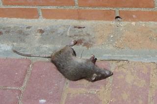 Vecinos de Parla Este denuncian la existencia de ratas en parcelas en las que se vierten escombros y basura.