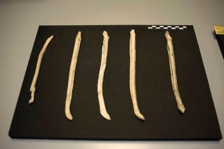 Encuentran en Torrejn de Velasco los huesos de pene de oso ms antiguos del planeta.