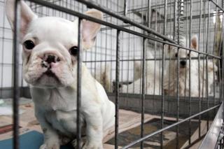 Pinto aprueba inicialmente su ordenanza de mascotas con multas de hasta 3.000 euros. 