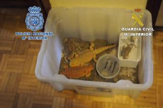 Polica y Guardia Civil descubren 127 reptiles sin documentacin en una casa de Getafe.