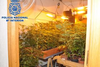 La Polica detiene a un vecino de Valdemoro que cultivaba 400 plantas de marihuana en su domicilio.