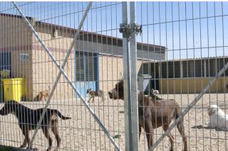El 95 por ciento de los perros del Centro de Proteccin de Valdemoro encontraron un hogar.