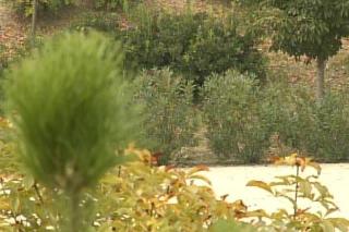 Ciempozuelos emprende una campaa de reforestacin en todo el municipio