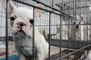 Una clnica veterinaria y una tienda de mascotas de Pinto, investigadas por supuesto comercio ilegal de cachorros