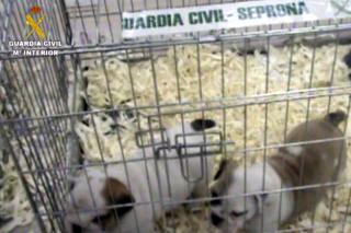 Intervenidos 73 cachorros de perro con destino al sur de Madrid transportados de manera irregular desde Praga