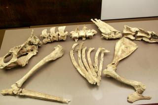 El Museo Arqueolgico Regional ya expone los restos del ciervo ms antiguo de nuestro pas, hallados en Getafe