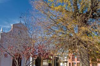 La Comunidad de Madrid declara “árbol singular” al olmo de la Ermita del Cristo del Calvario de Pinto
