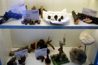 Una exposición con un centenar de setas y hongos nos acercan al mundo de la micología en Fuenlabrada 