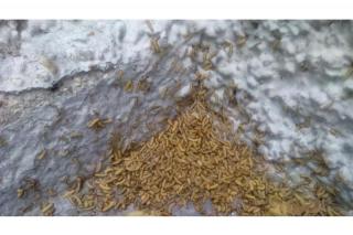El ayuntamiento de Parla vuelve a actuar contra el insecto galeruca