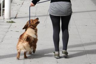 Ciudadanos Pinto propone crear un censo canino a través del ADN 