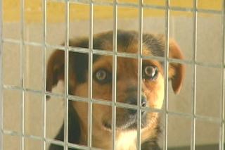 “Fuenla Adopta” promueve la adopción de mascotas a través del Centro de Acogida de Animales de la ciudad