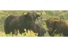 Jaen y la ‘Cultura del toro’