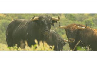 Jaen y la ‘Cultura del toro’