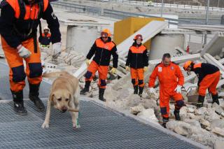 El Ayuntamiento de Getafe enva a Hait su unidad de perros de rescate para colaborar en las tareas por el terremoto.