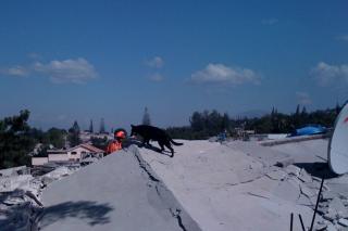 La unida de rescate canina de Getafe ha regresado hoy de Hait tras una semana buscando supervivientes.