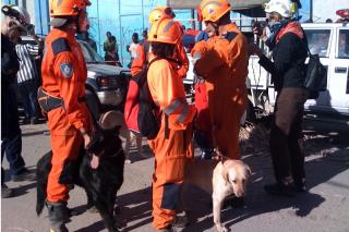 Bajo el lema Ven a ver a los perros de Hait, el Ayuntamiento organiza una recepcin a la unidad de rescate.