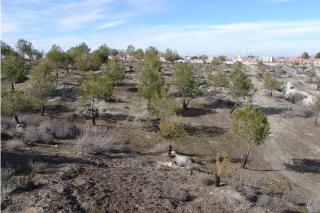 La Comunidad de Madrid rehabilita el paraje natural del Cerro de la Peuela y Valdehinojos en Ciempozuelos.