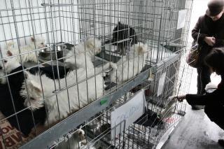Rescatados 31 perros de raza de una casa de Ciempozuelos donde se vendan ilegalmente (1).