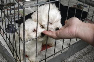 Rescatados 31 perros de raza de una casa de Ciempozuelos donde se vendan ilegalmente (2).