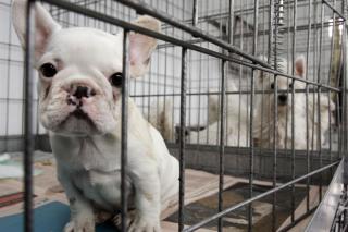 Rescatados 31 perros de raza de una casa de Ciempozuelos donde se vendan ilegalmente (3).