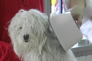 Comienza la campaa de vacunacin de mascotas en Fuenlabrada.