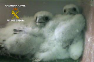 La Guardia Civil da un golpe al expolio de aves rapaces
