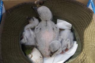 Agentes forestales retiran un nido de cigeas con tres polluelos de lo alto de una gra de obras en Humanes.